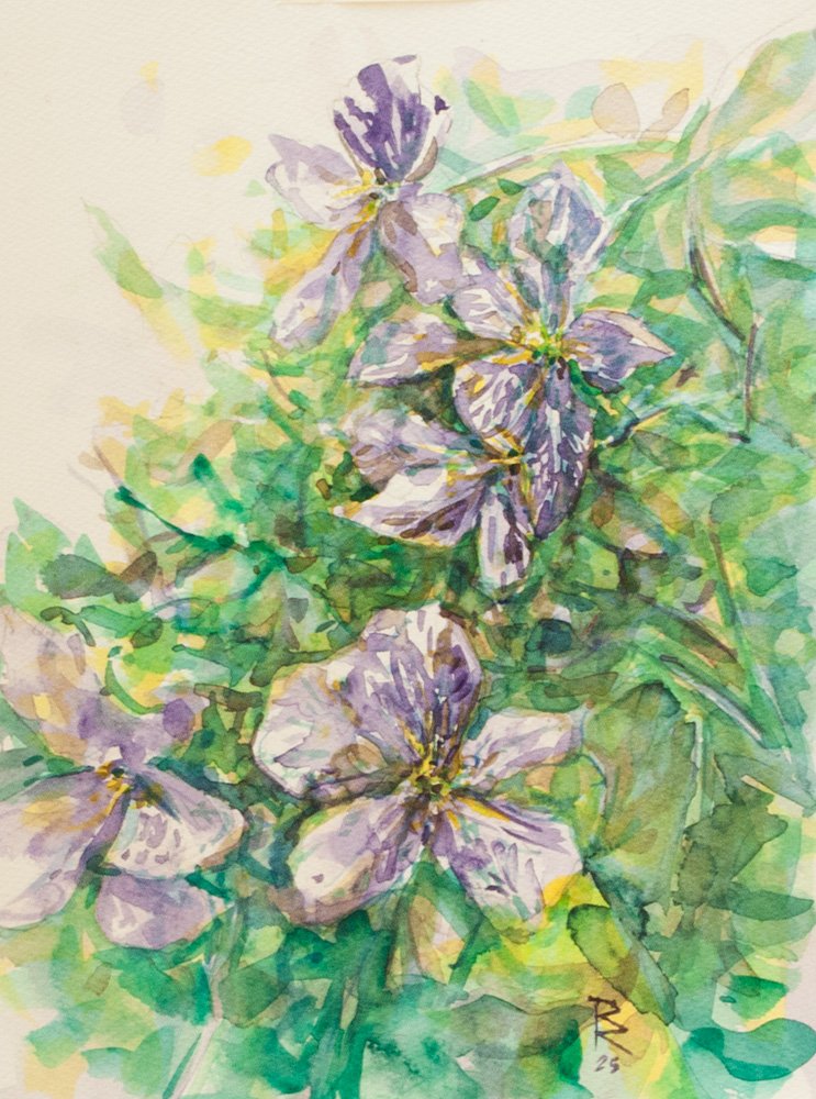 Clematis