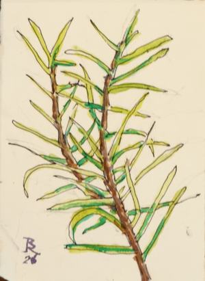 little sprig of rosemary