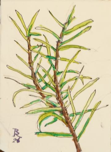 little sprig of rosemary