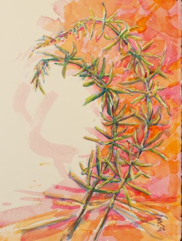 rosemary hot pink watercolor