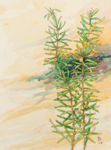 rosemary #3 watercolor